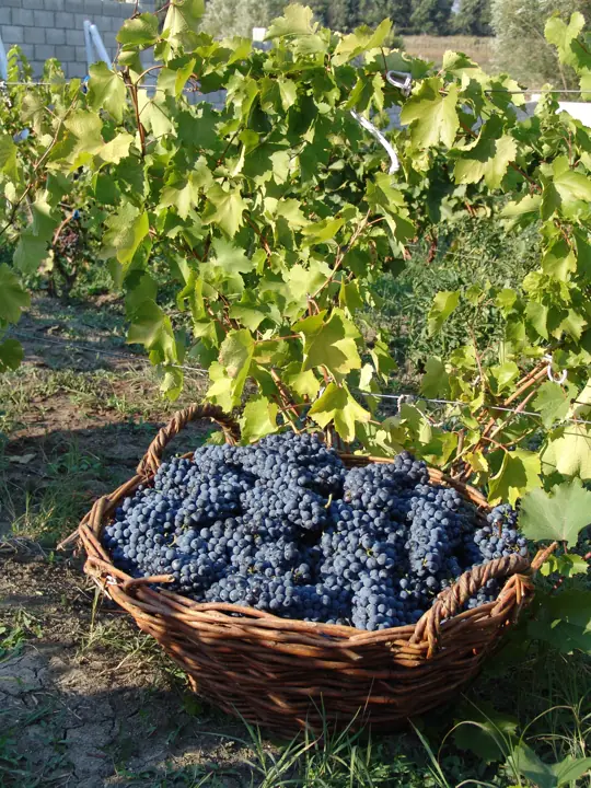 Корзина спелого красного винограда